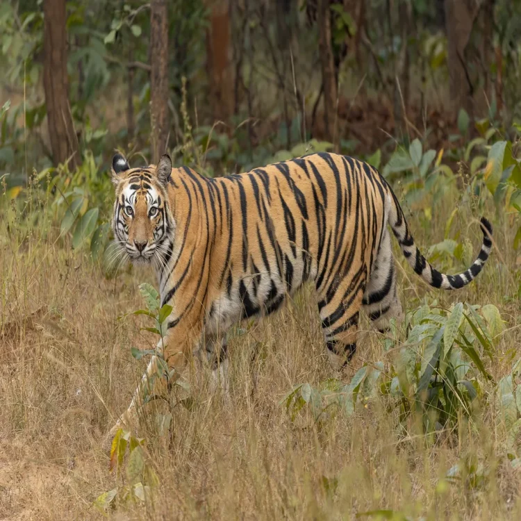 Seven booked tiger poaching andhra pradesh