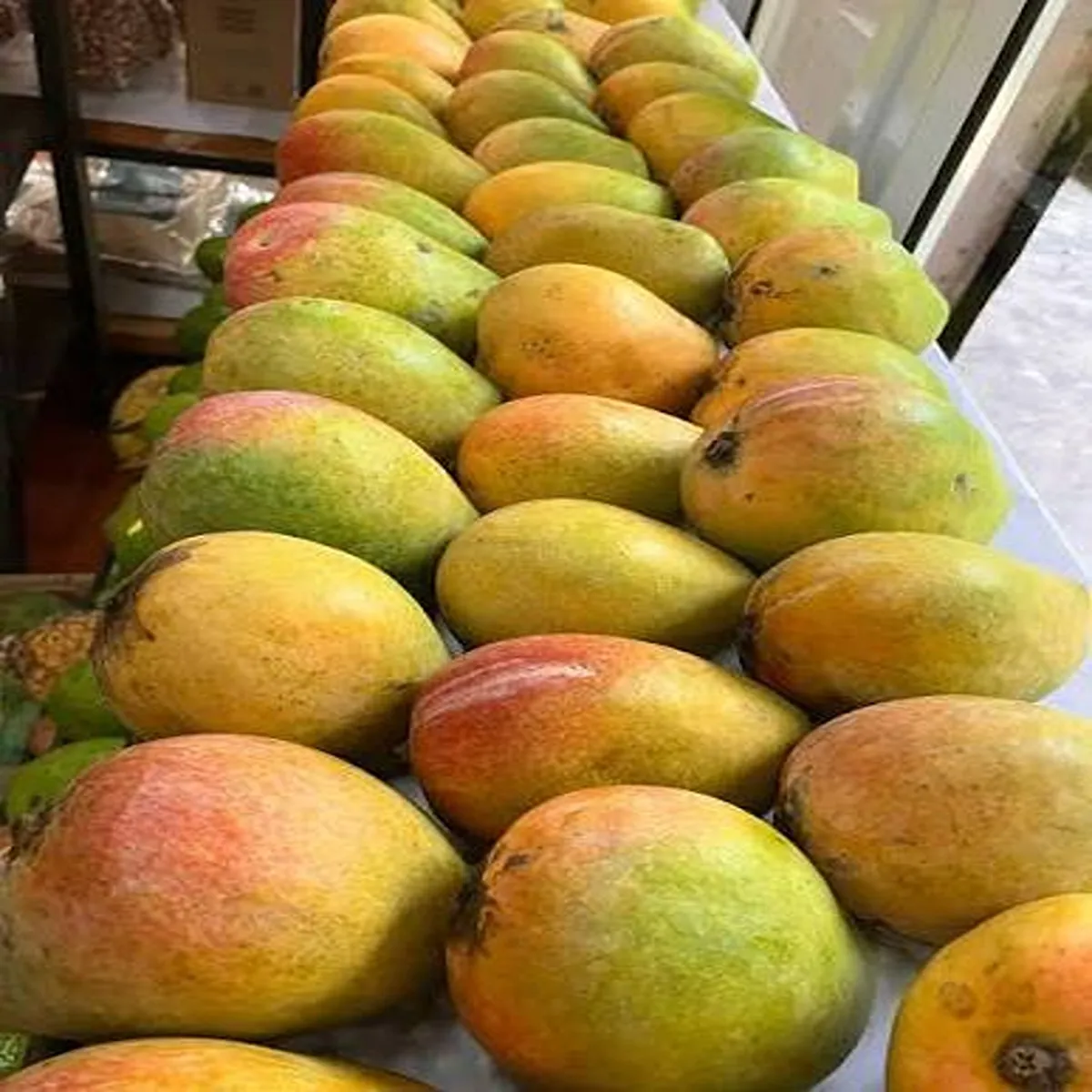 Mango corridor tamil nadu unveils vision