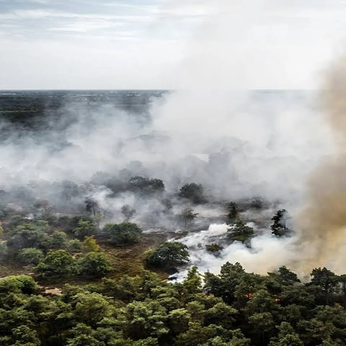 Wildfire massive nature reserve fire dutch