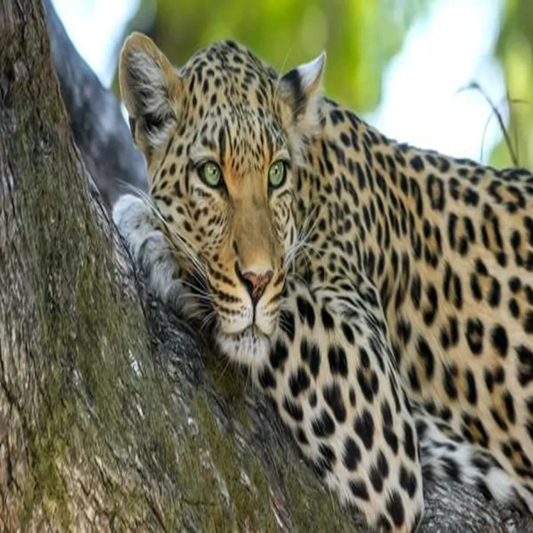 Wildlife conflict uttarakhand rescue
